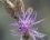 Centaurea leucophaea