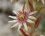 Fleur de sempervivum calcareum