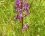 Orchidée à fleurs lâches (laxiflora)