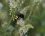 Scolia hirta ou megascolia maculata flavifrons 