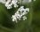 Fleur d'Achillea millefolium