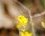 Fleur d'hélianthème à feuille de Marum