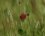 Trifolium rubens - sous réserve 