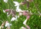 Compagnon blanc (silene latifolia alba)