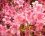 Rhododendron kaempferi