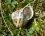 Escargot "petit gris" (aspersa aspersa)