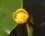 Fleur de Potamot graminé