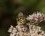 Bembix oculata femelle - sous réserve