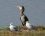 Grand cormoran juvénile et mouettes rieuses