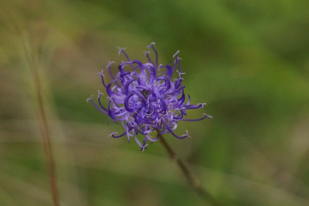 Phyteuma nigrum raiponce bleue