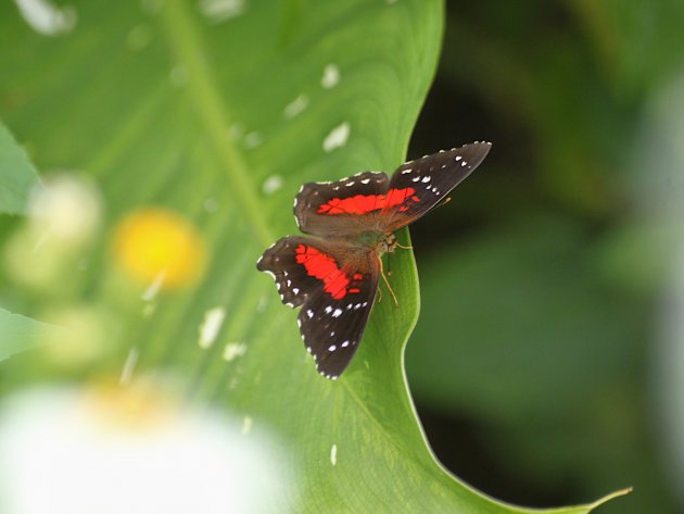 Anartia amathea butterfly