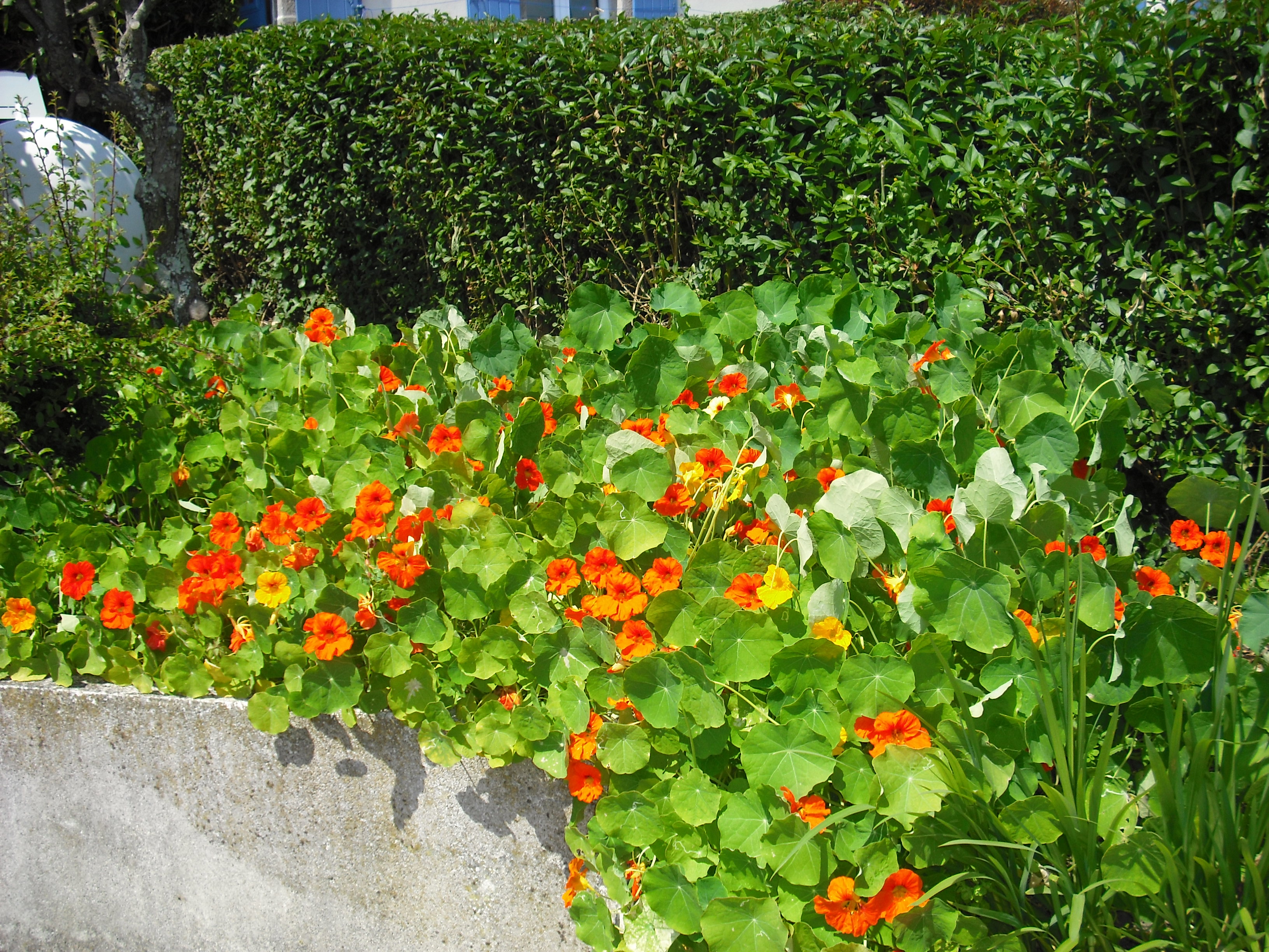 planter une capucine