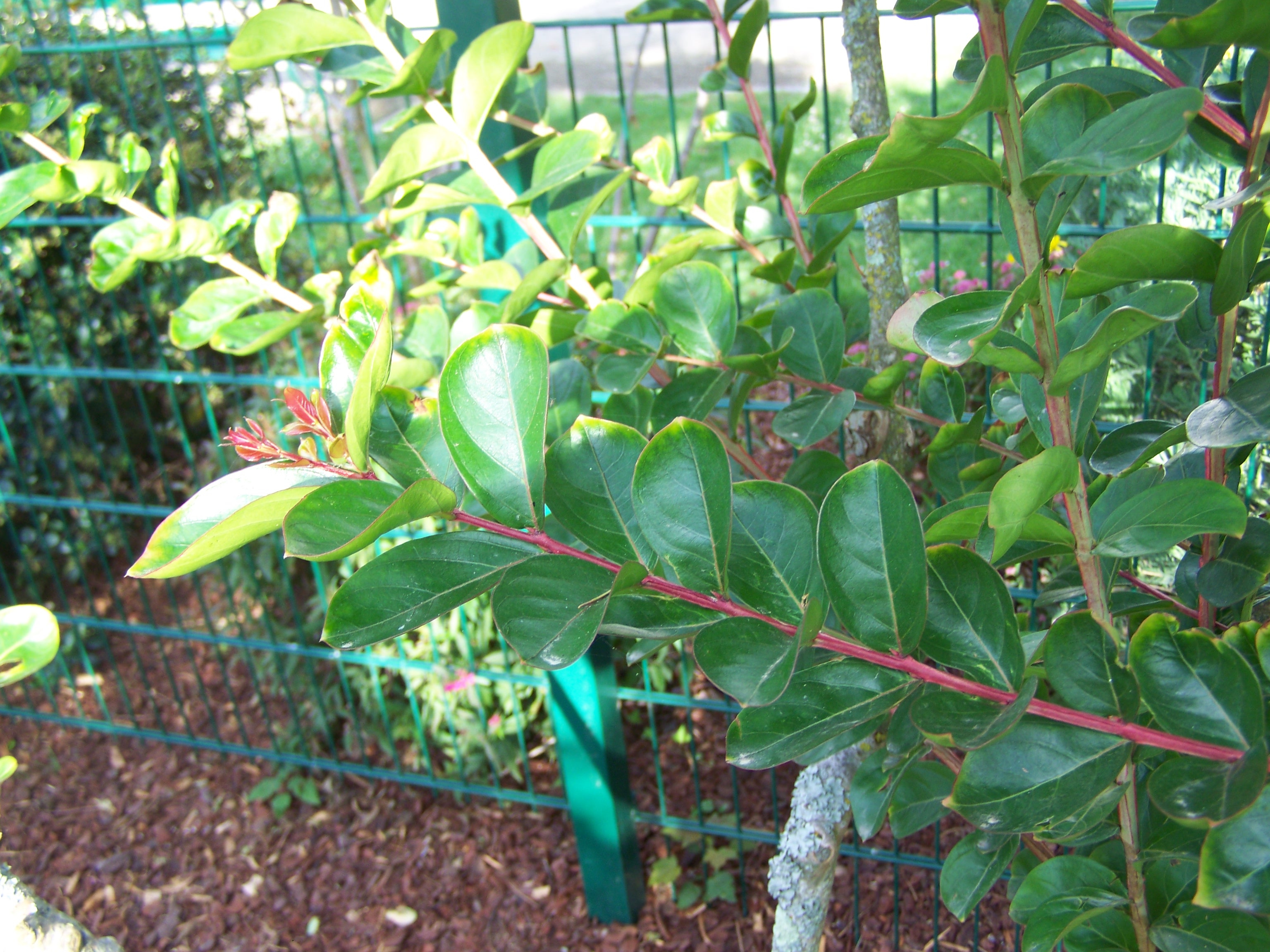 Lagerstroemia (lilas des indes) - Les Taxinomes