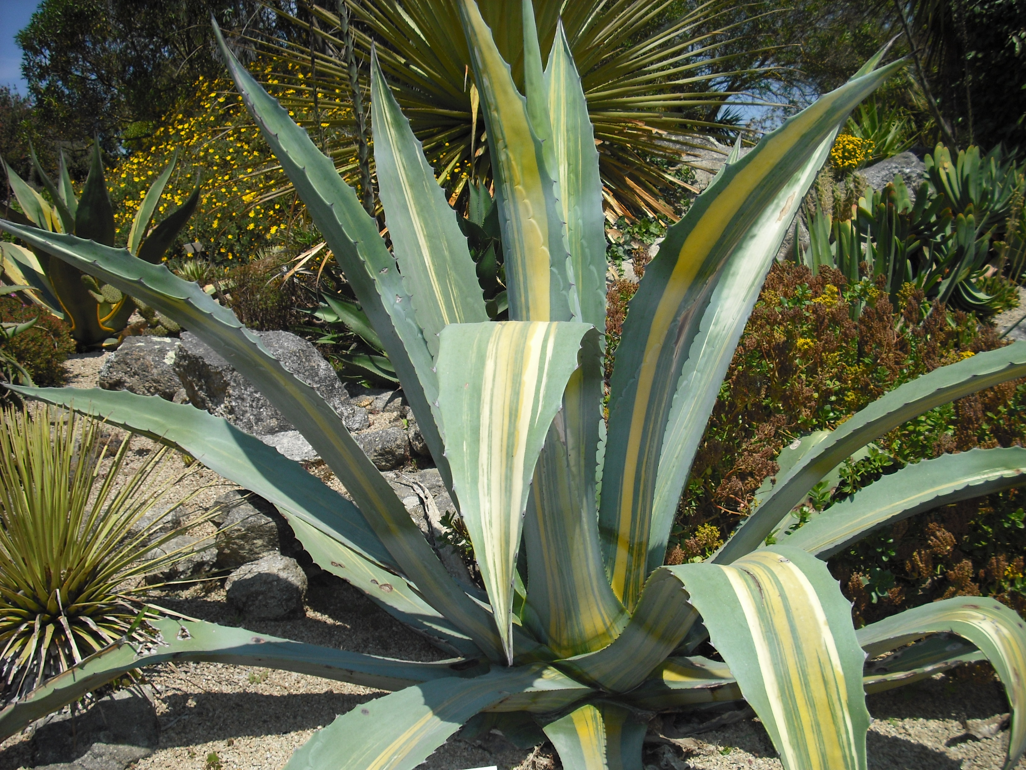 Agave américana - Les Taxinomes 