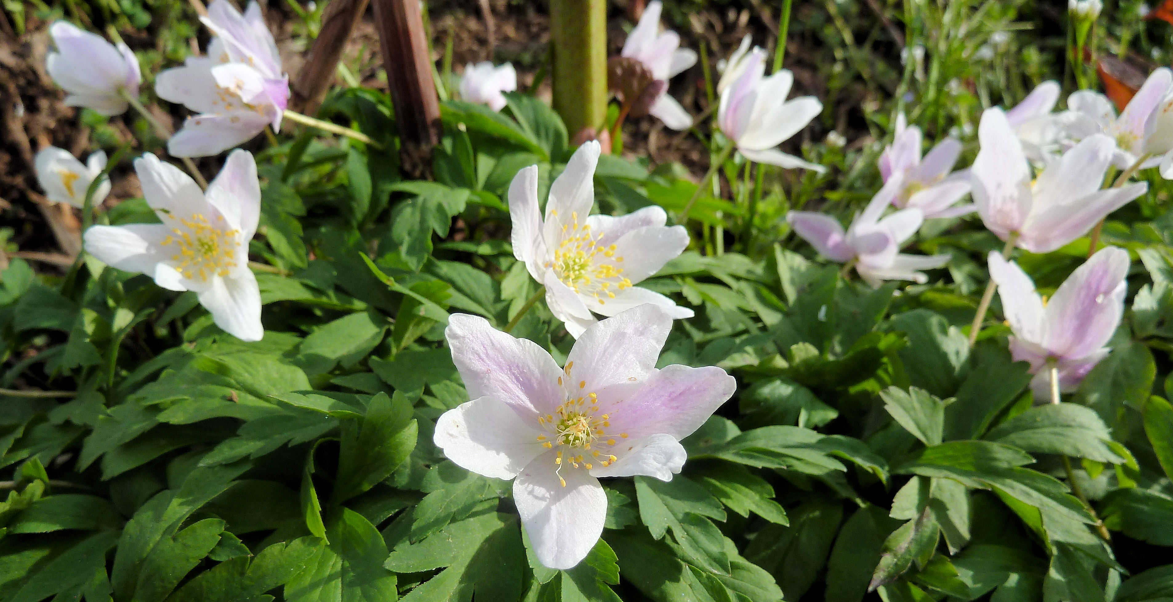 Anemones des forêts - Les Taxinomes