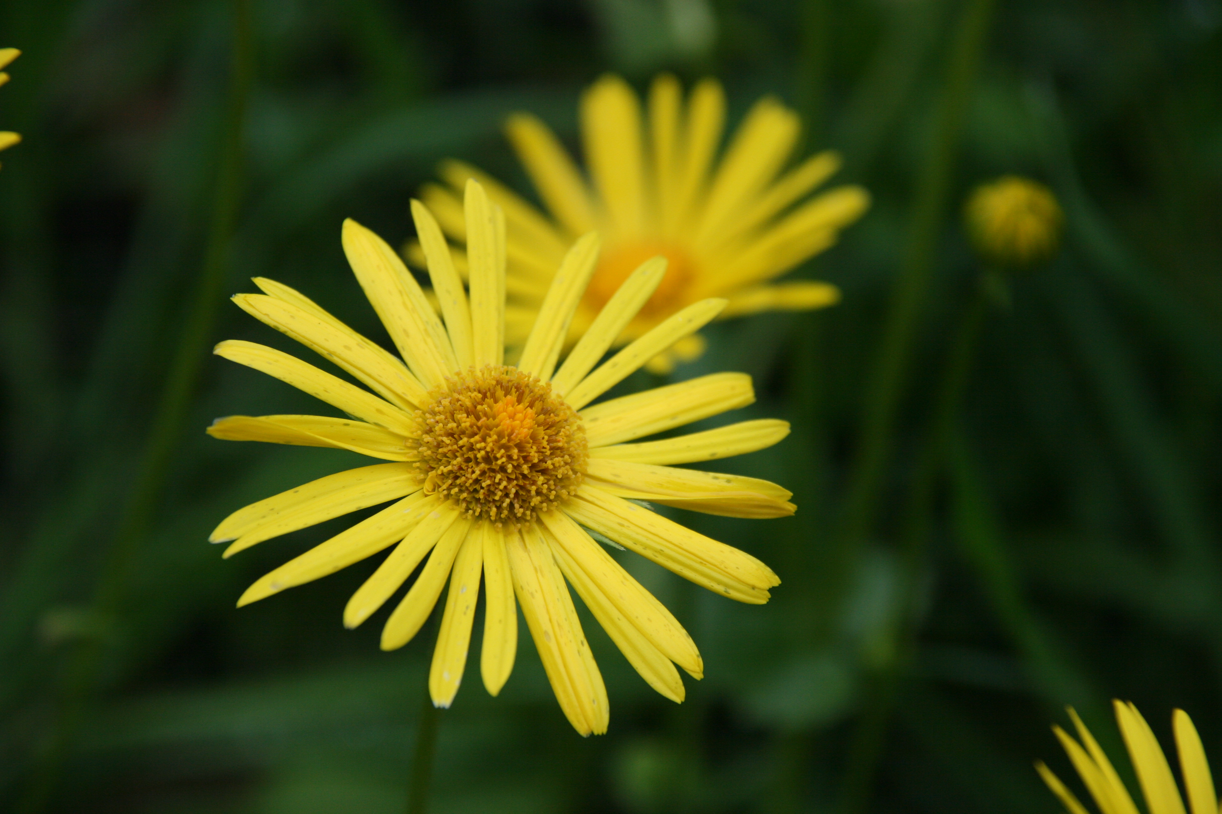 Aster jaune - Les Taxinomes