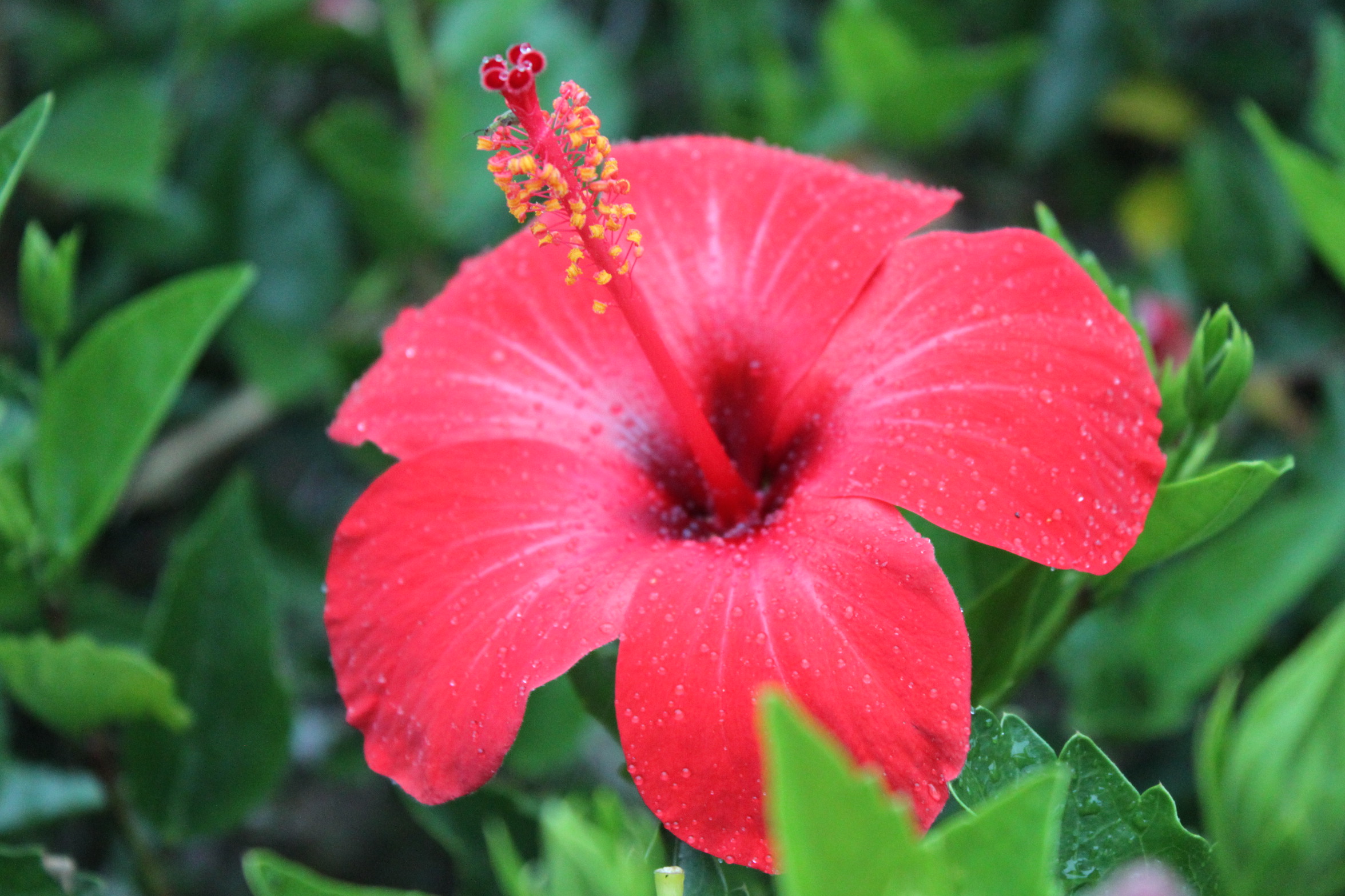 Fleurs d'hibiscus