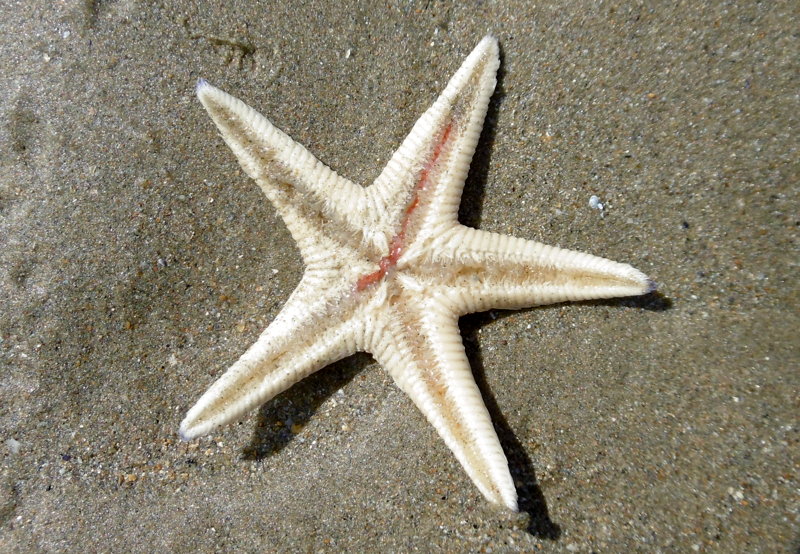 Petite toile De Mer Commune Les Taxinomes Petite toile De Mer Commune Les Taxinomes