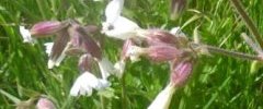 Compagnon blanc (silene latifolia alba)