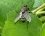 Graphomya maculata 