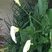 Fleurs d'Arum