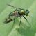 Mouche à longue patte (Condylostylus patibulatus)