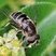 Eristalis dimidiata