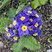Primula vulgaris