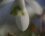 Fleur de Perce-neige