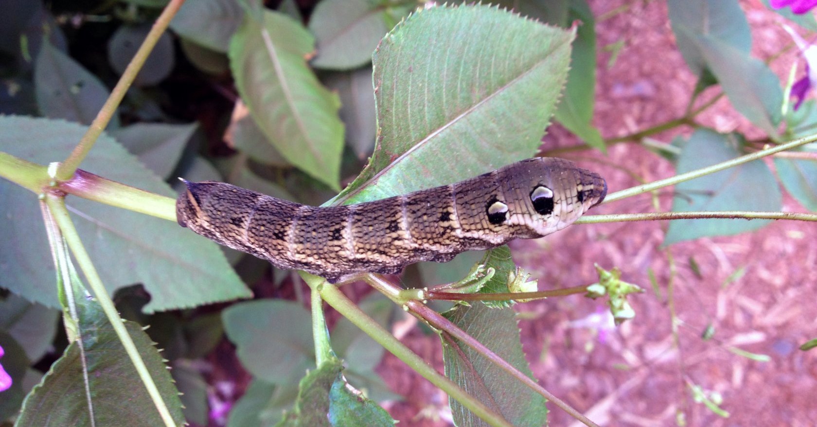 Chenille Grand Sphinx de la Vigne Deilephila elpenor Les Taxinomes