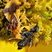 Punaise embusquée (Phymata americana) avec proie