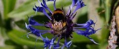 Bombus sp sur