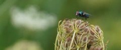 Neomyia cornicina sous réserve