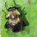 Syrphe bourdon (Mallota bautias)