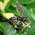 Guêpe à papier (Polistes fuscatus)