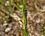  Cordulegastre annelé femelle - Cordulegaster boltonii boltonii