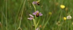 Ophrys abeille 3