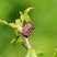 Punaise arlequin