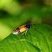 Argidae