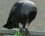 Corneille noire. Corvus corone