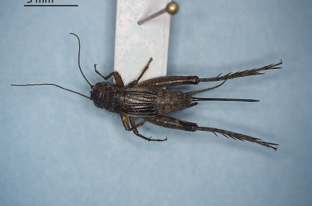 Allonemobius fasciatus 004a