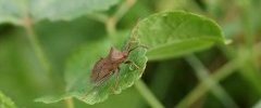 Corée marginée Coreus marginatus