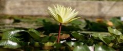 Fleur de Nénuphar sp