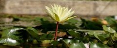 Fleur de Nénuphar sp