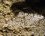 La phalène du bouleau - Biston betularia