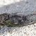 Cigale caniculaire (Neotibicen canicularis)