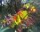 Ronce commune, ronce des bois, ronce des haies, Rubus fruticosus