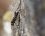 Xylotrechus sp.