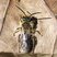 Andrène de Dunning (Andrena Dunningi)