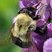 Bourdon fébrile (Bombus impatiens)